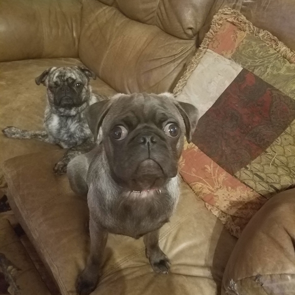 Meet your Posher, Brooksie - Picture 10 of 10